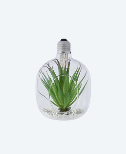 Hanging Glass Planters