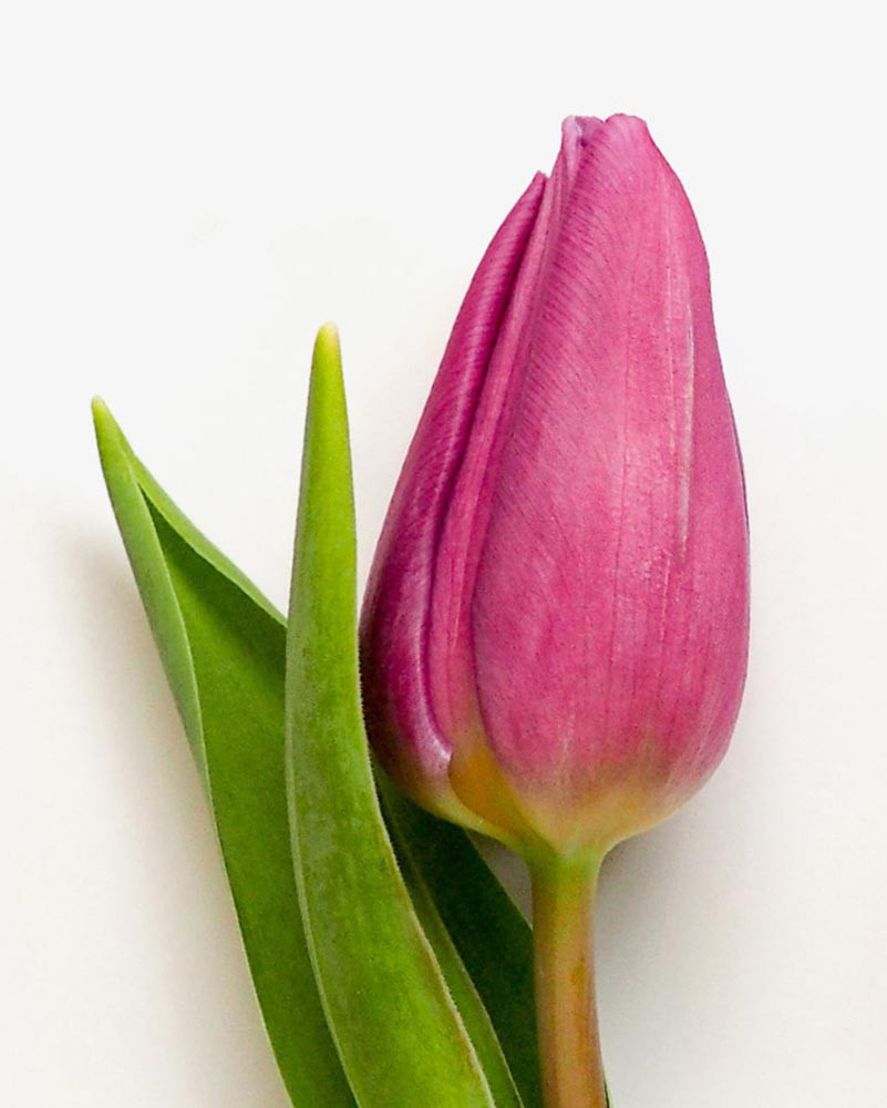 Mix Colour Tulips Flower