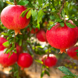 Pomegranate, With Slice, On White