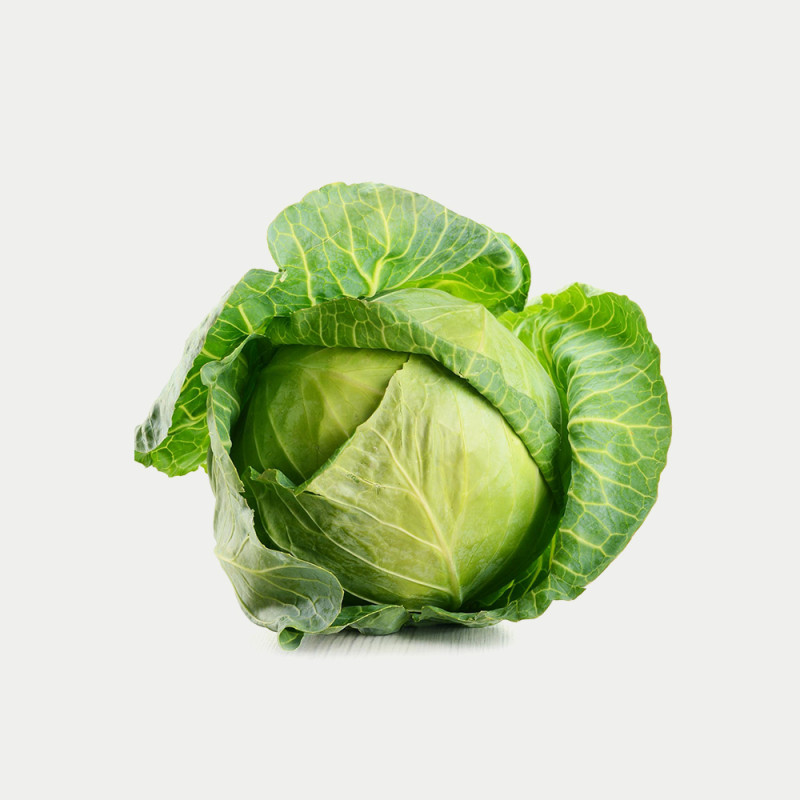 Pusa Cabbage Green Pattagobi Seed