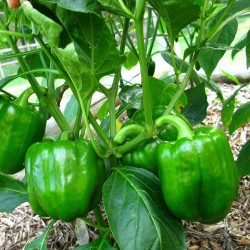 Kirat Organic Green Capsicum Seed