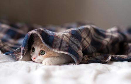 Explore Comfortable Stylish Collars, and Chew Toys for Your Pets Now