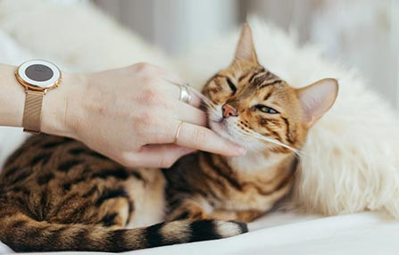 Find Fresh Pet Playful Toys, and Grooming Tools in One Place.