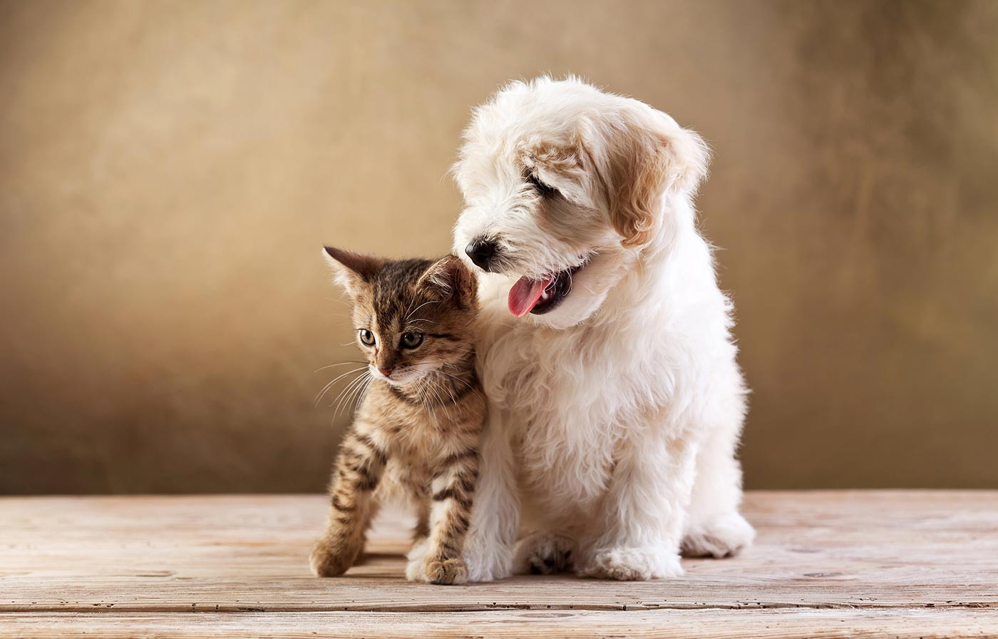 Essential Pet Care Items for a Healthier, Happier Companion Essential Pet Care Items for a Healthier, Happier Companion