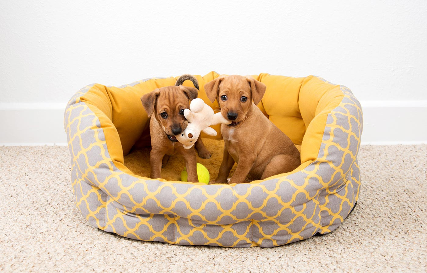 Pamper Your Furry Friends with Delicious Treats, Cozy Beds, and Toys Pamper Your Furry Friends with Delicious Treats, Cozy Beds, and Toys
