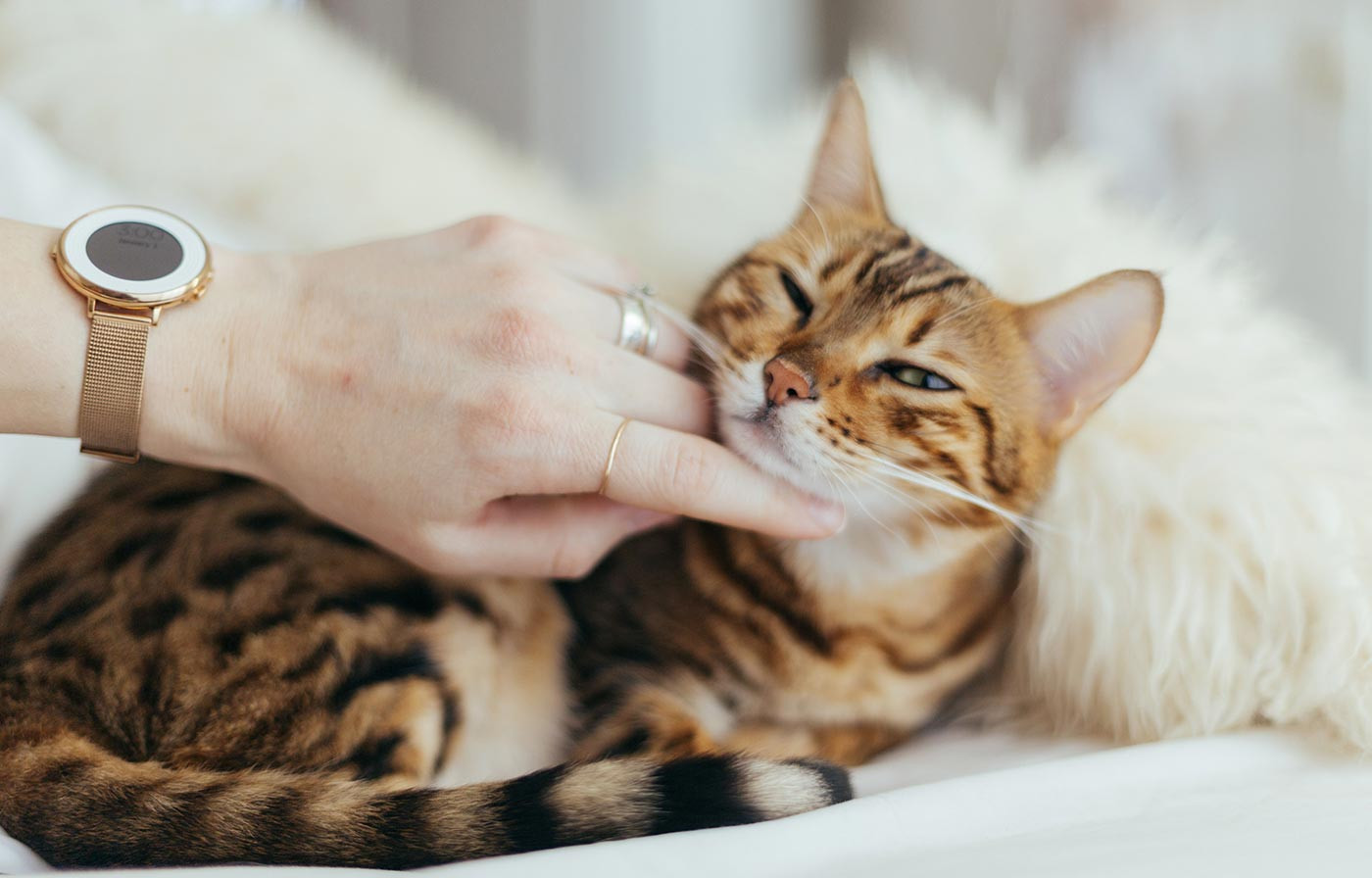 Find Fresh Pet Playful Toys, and Grooming Tools in One Place. Find Fresh Pet Playful Toys, and Grooming Tools in One Place.
