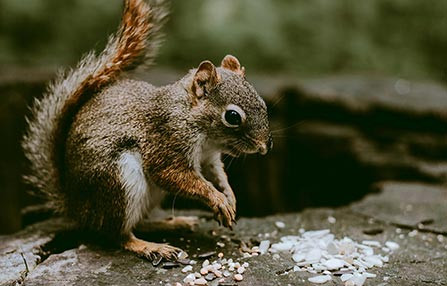 Shop Quality Pet Food, Toys, Accessories, and Grooming Supplies