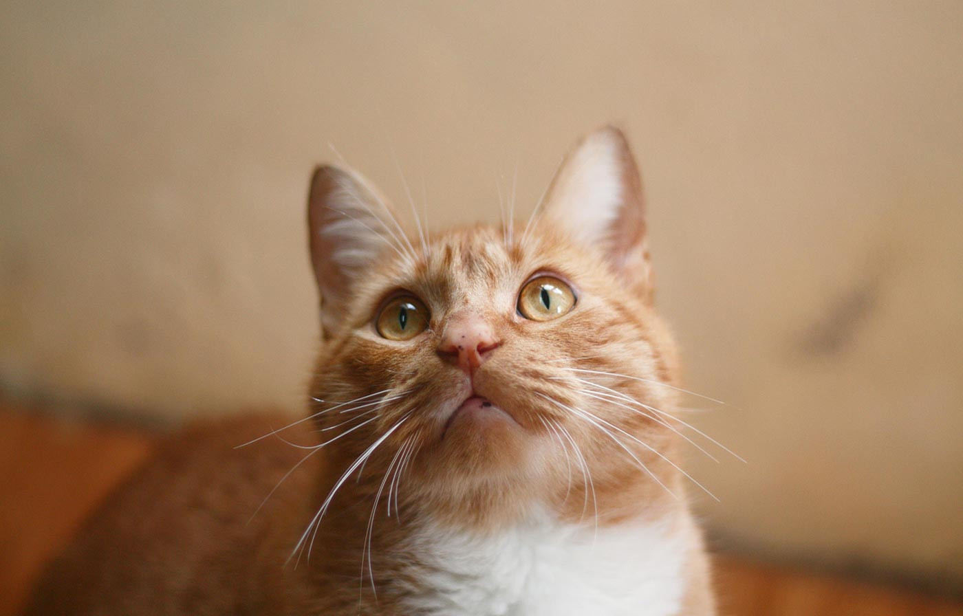 Provide the Best Life for Pets with Trusted Product Range