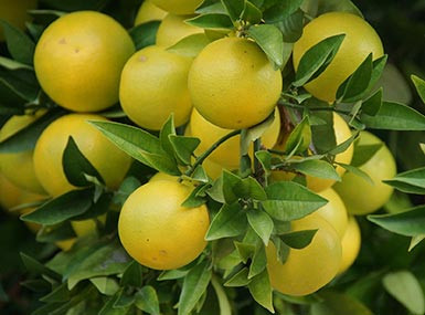 Fresh Vegetables Daily: Why Our Store Is Always Fully Stocked