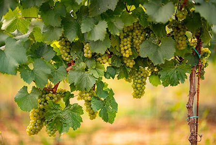 The best budget-friendly wines that still taste absolutely amazing