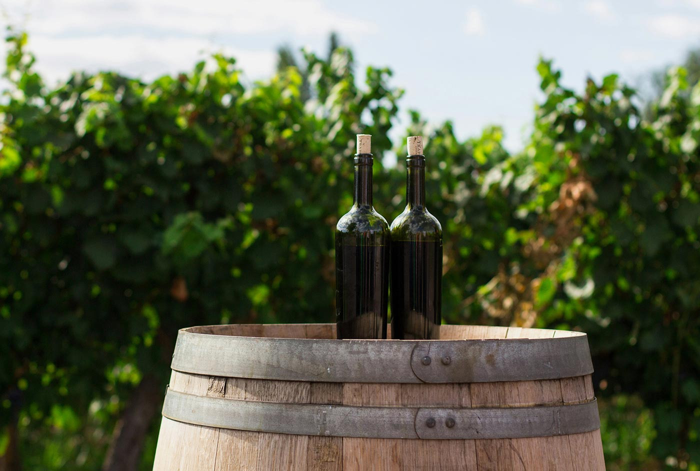 Discover unique wines from around the world worth trying this year