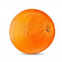 valencia seedless hybrid orange plant