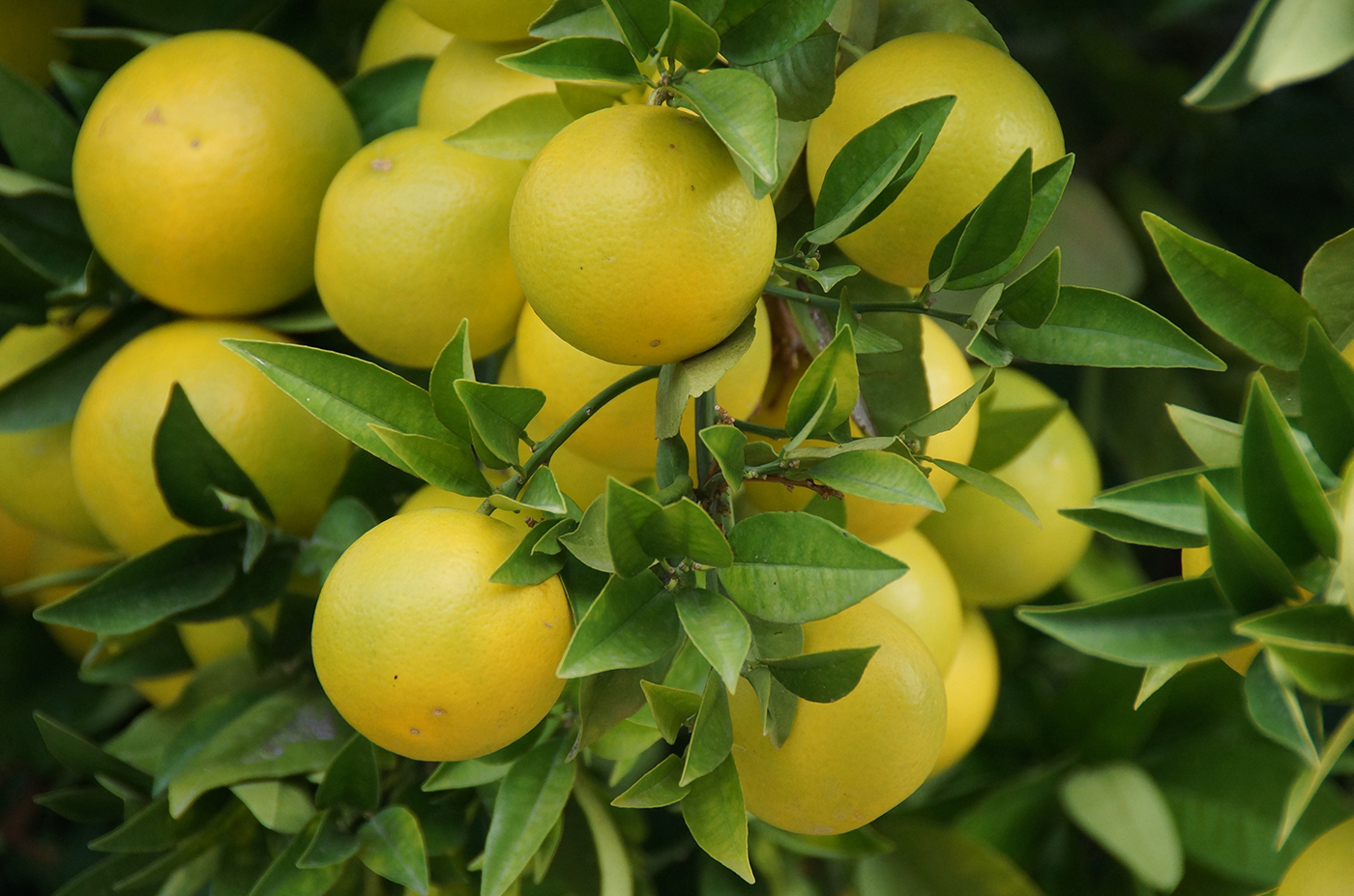 Benefits of Eating Fresh Local Fruits Benefits of Eating Fresh Local Fruits
