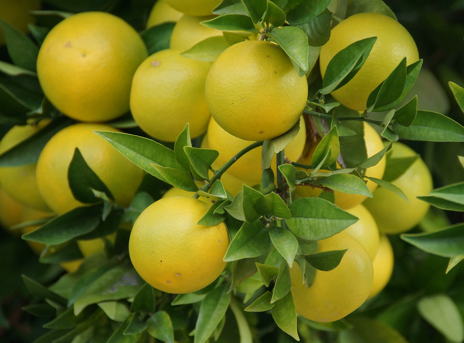 plants that are edible From and important part plants that are edible From and important part