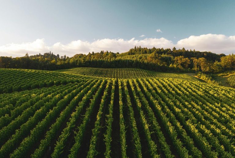 Best wines to pair with spicy food for a perfect balance