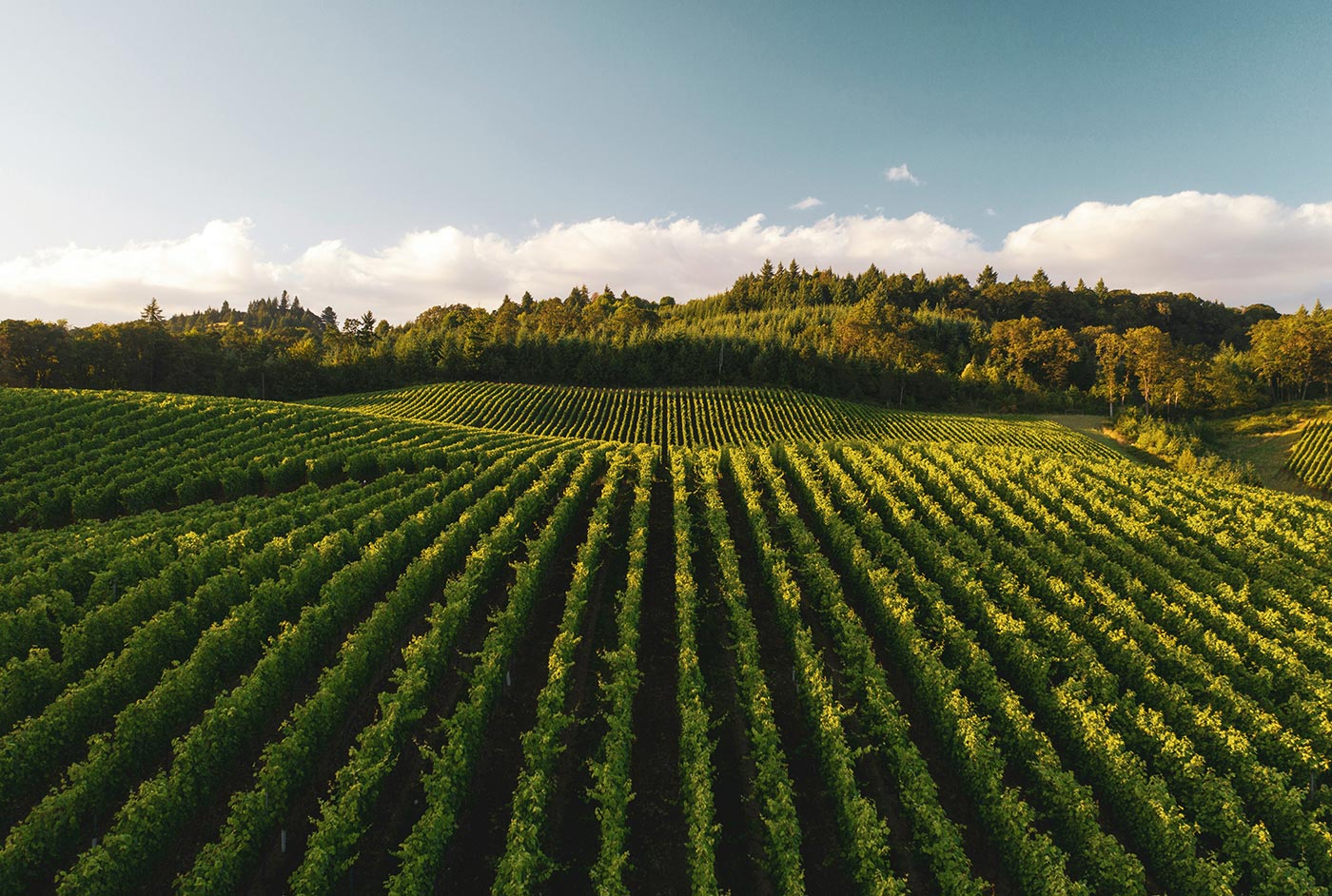 Best wines to pair with spicy food for a perfect balance