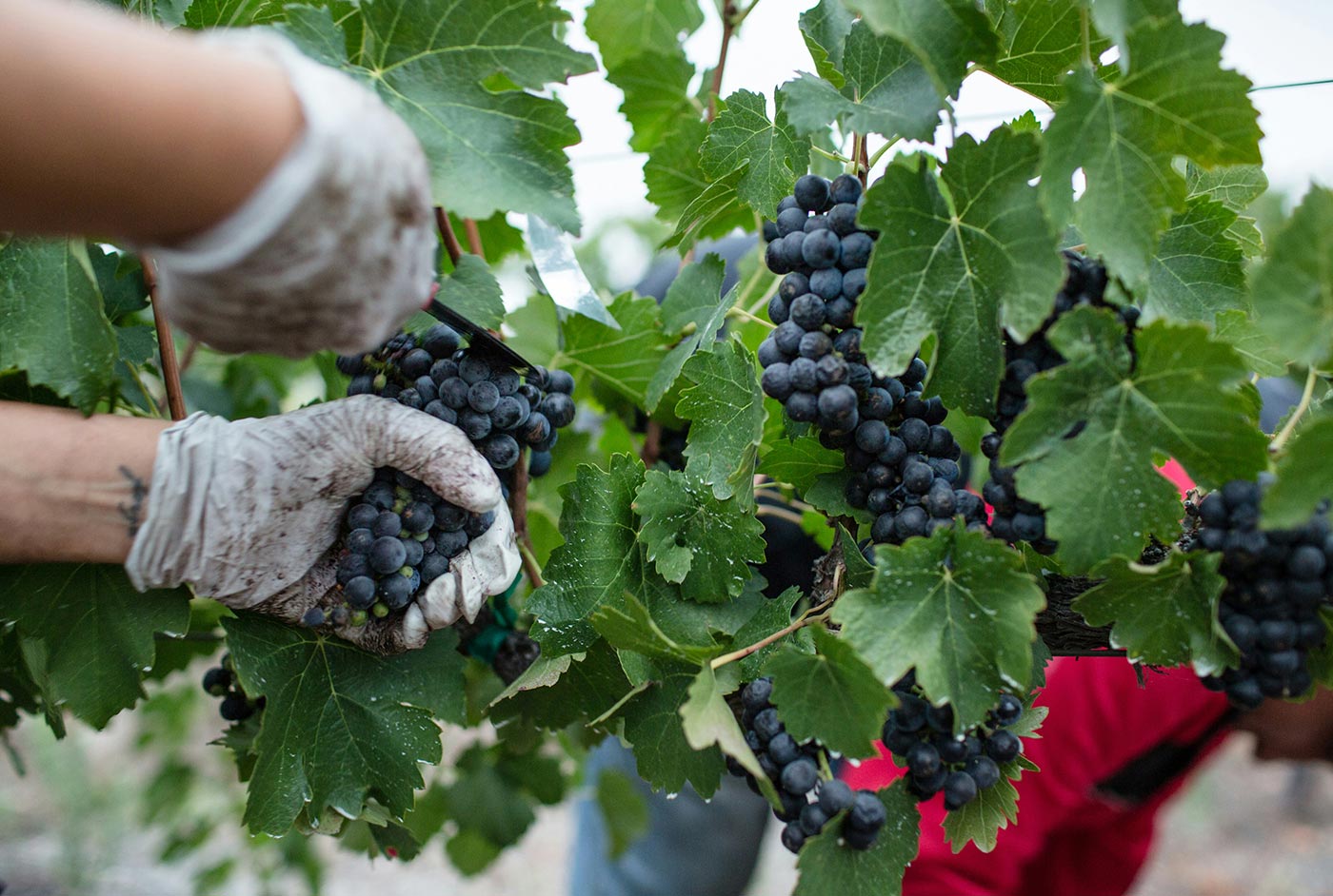 How to store wine properly at home without a fancy cellar