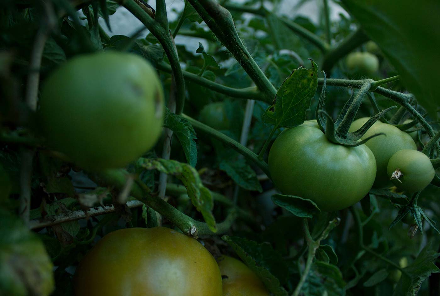 Bringing you unbeatable freshness in every piece of fruit and veg Bringing you unbeatable freshness in every piece of fruit and veg