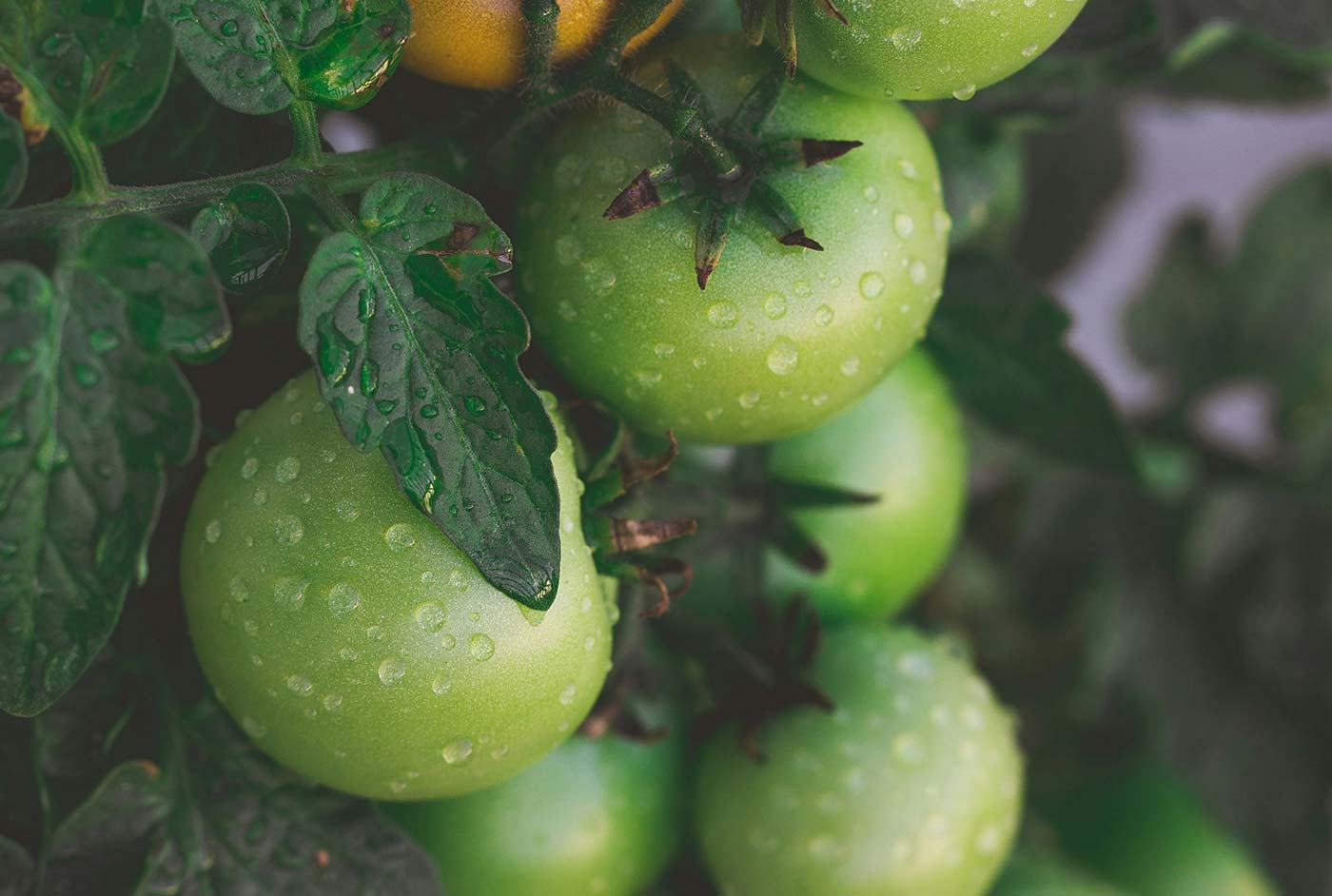 Taste the difference with our farm-fresh fruit and vibrant vegetables Taste the difference with our farm-fresh fruit and vibrant vegetables