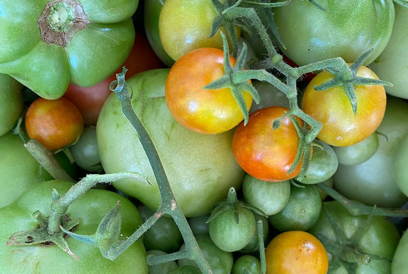 Enjoy nutritious, delicious fresh fruit and veg from farm to home Enjoy nutritious, delicious fresh fruit and veg from farm to home