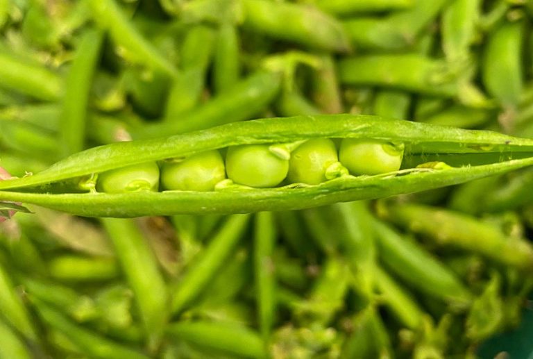 Discover the freshest fruit and veg delivered daily straight to you