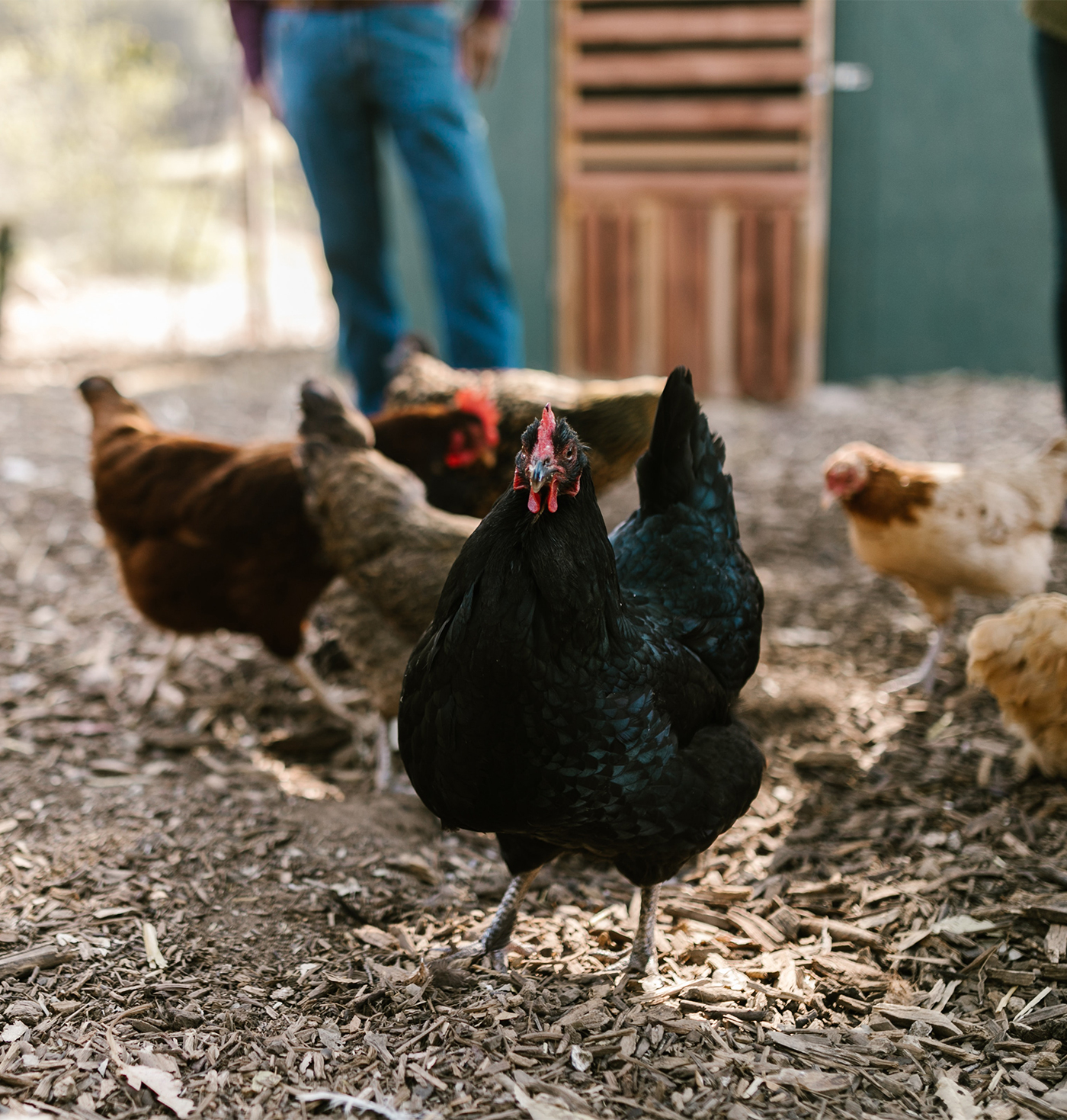 How to prepare your soil How to prepare your soil