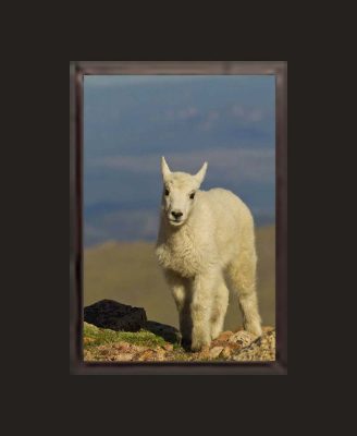 Mountain Baby Goat